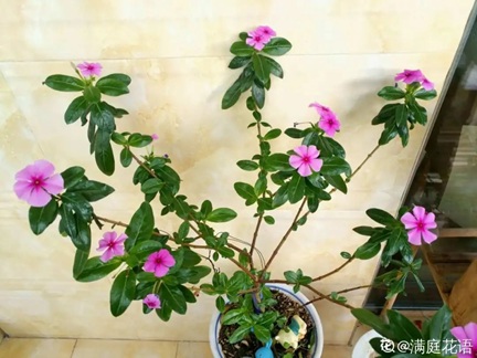 蓝雪花和长春花修剪技巧！