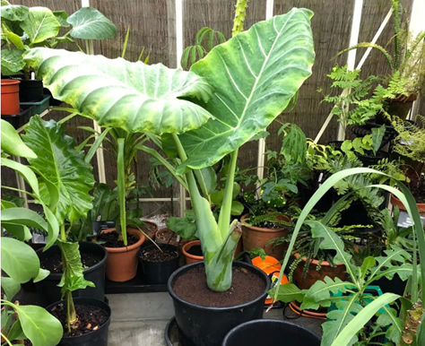 象耳芋大块茎，快速养成室内大型观叶植物